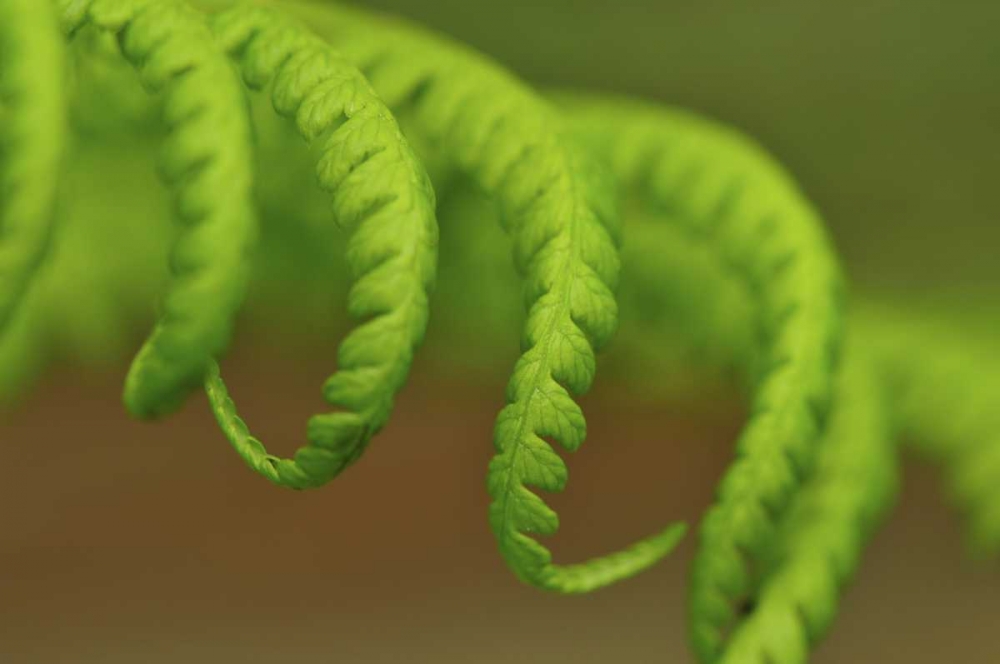Art Print: Oregon, Mt Hood NF Lady fern leaves unfurling