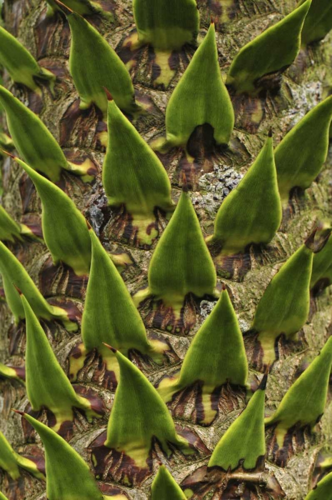 Art Print: Oregon, Portland Trunk of monkey puzzle tree