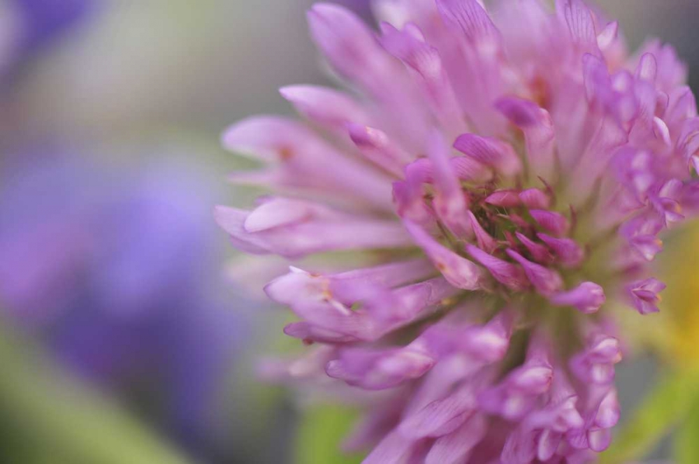 Art Print: Oregon, Portland Close-up of pink clover bloom