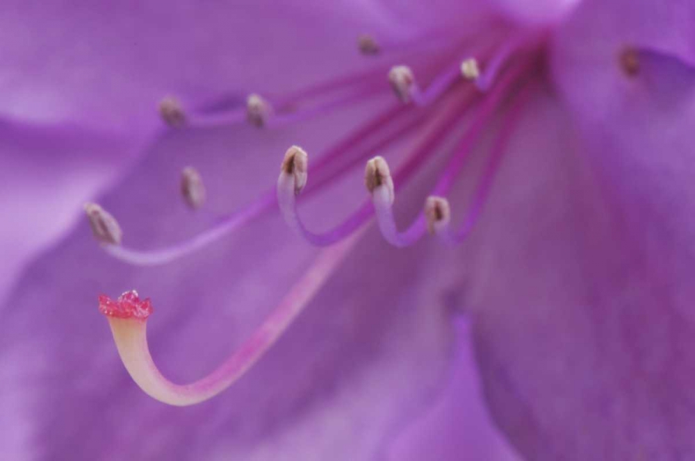Art Print: Oregon, Portland A rhododendron flower in garden