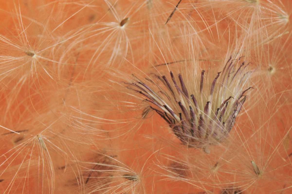 Art Print: Oregon, Portland Close-up of salsify seed head