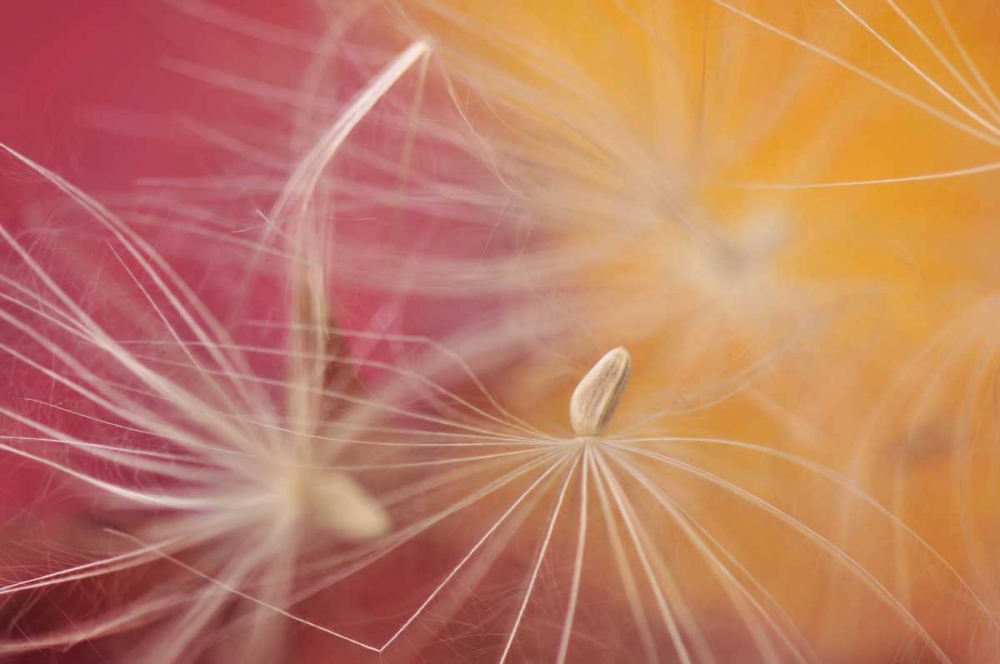 Art Print: Oregon, Portland Close-up of salsify seed head