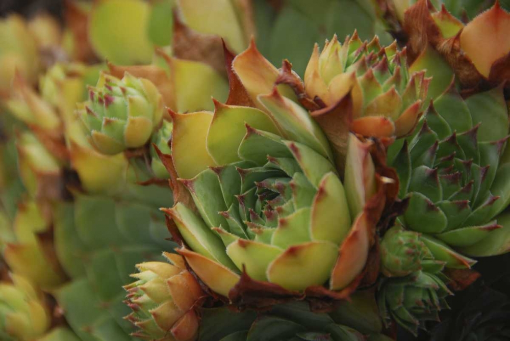 Art Print: Oregon, Portland Close-up of succulent plants