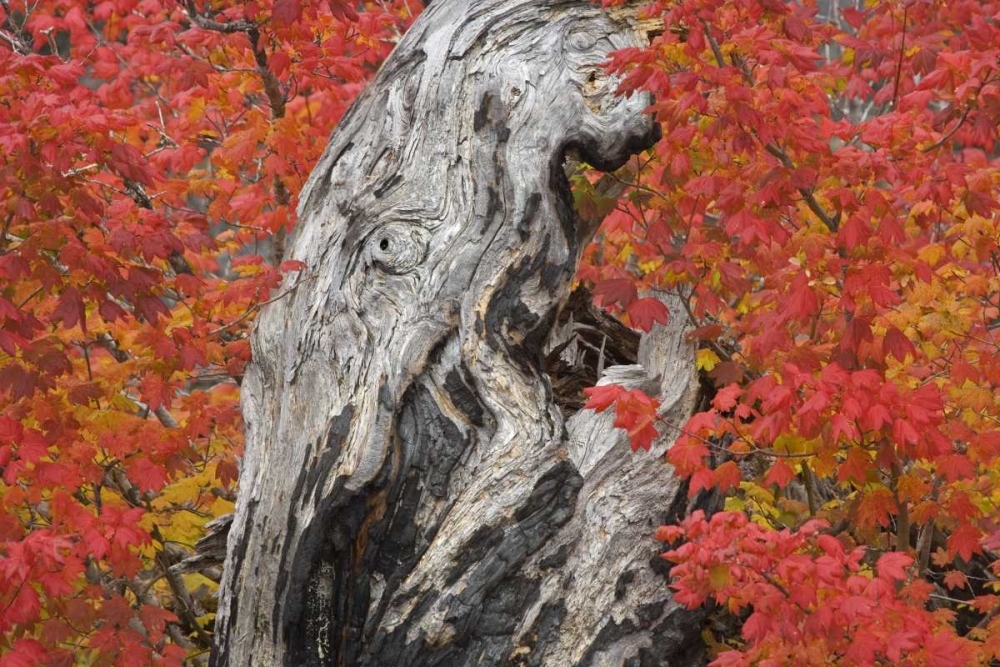 Art Print: OR, Willamette NF Vine maple tree stump, autumn