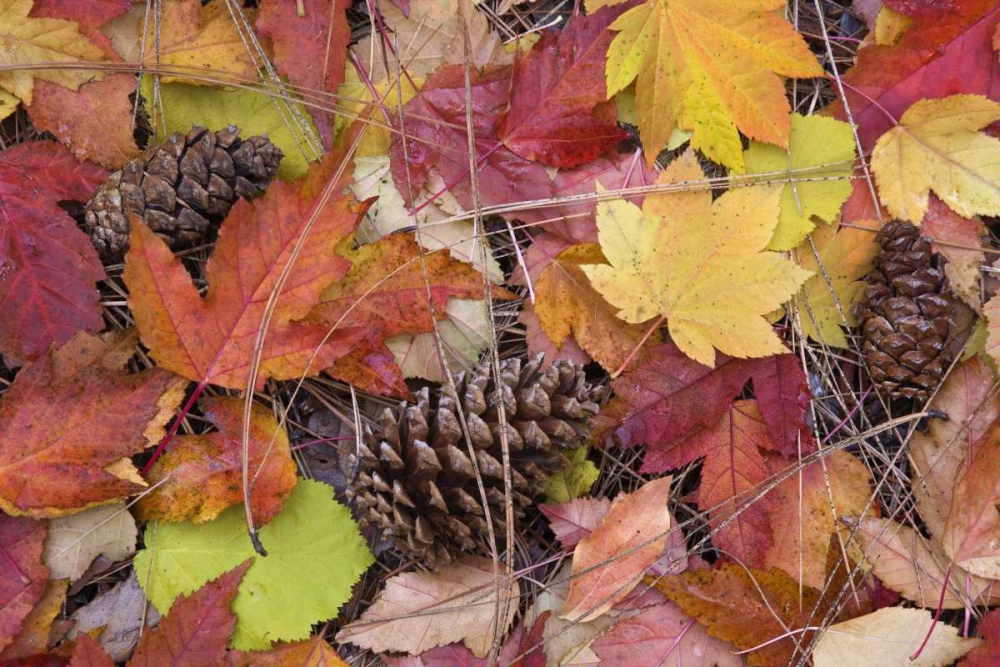 Art Print: OR, Rogue River NF Forest floor in Autumn