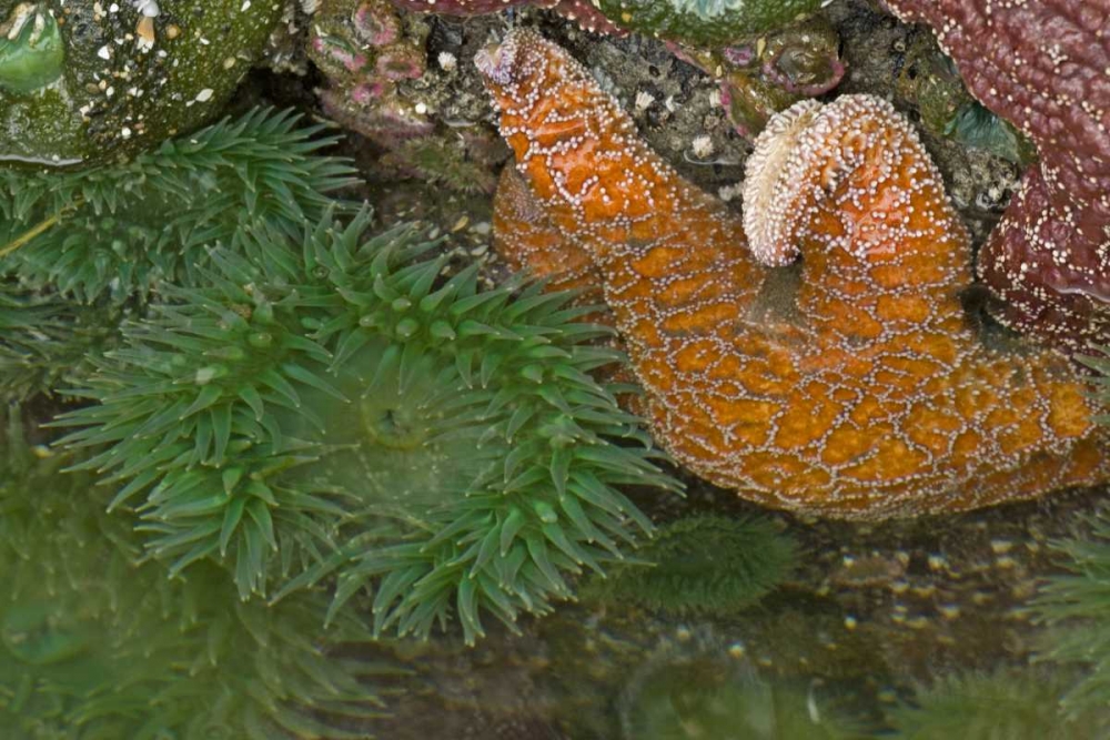 Art Print: OR, Bandon Beach Sea stars and anemones