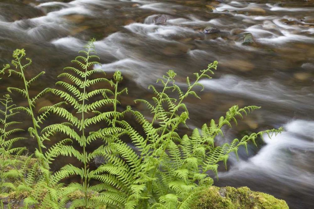 Art Print: OR, Columbia Gorge Lady fern by Tanner Creek