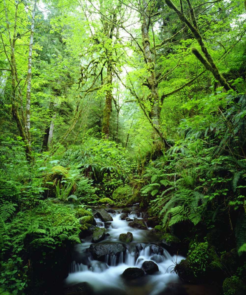 Art Print: USA, Oregon, A stream in an old-growth forest