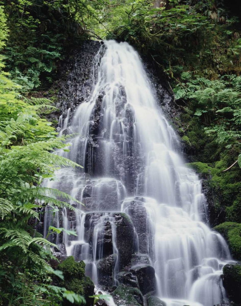 Art Print: USA, Oregon, A Waterfall amongst ferns