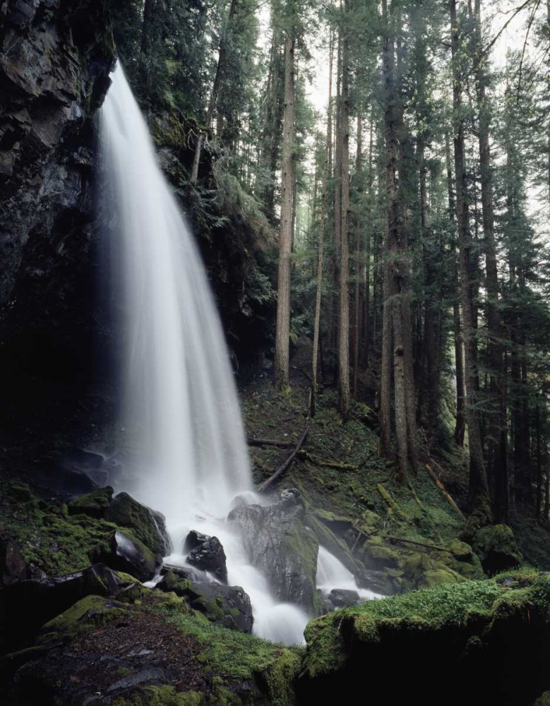 Art Print: USA, Oregon, A waterfall in an old-growth forest