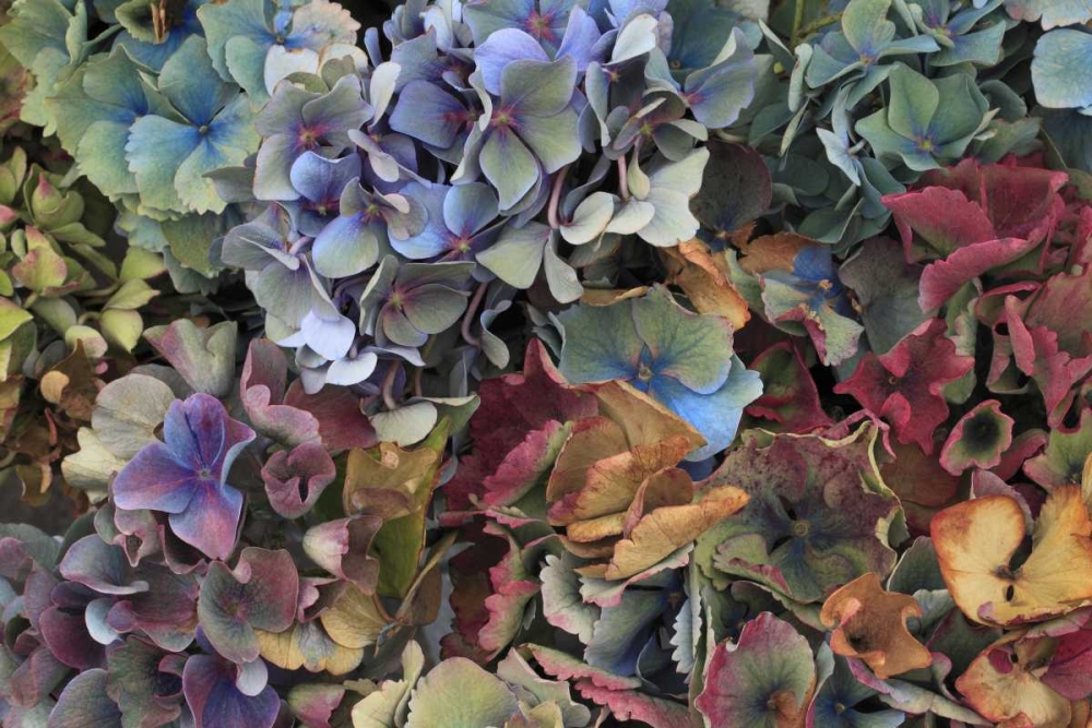 Art Print: USA, Oregon, Portland Hydrangeas in garden