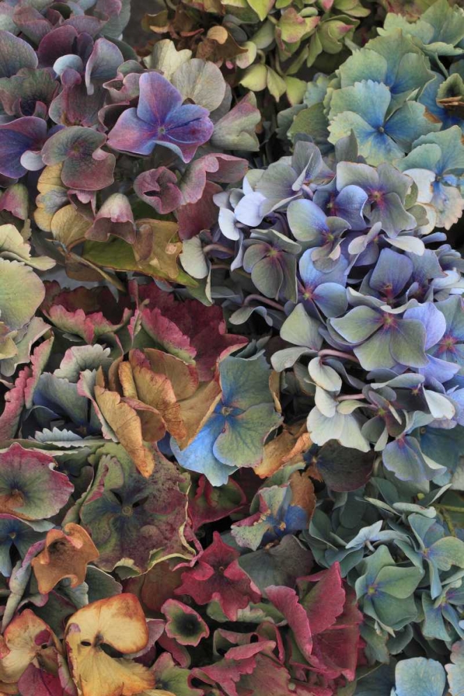 Art Print: USA, Oregon, Portland Hydrangeas in garden