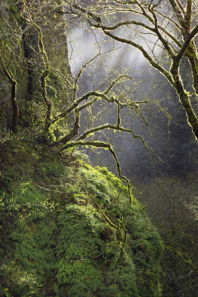Art Print: OR, Columbia Gorge NSA Moss-covered maple trees