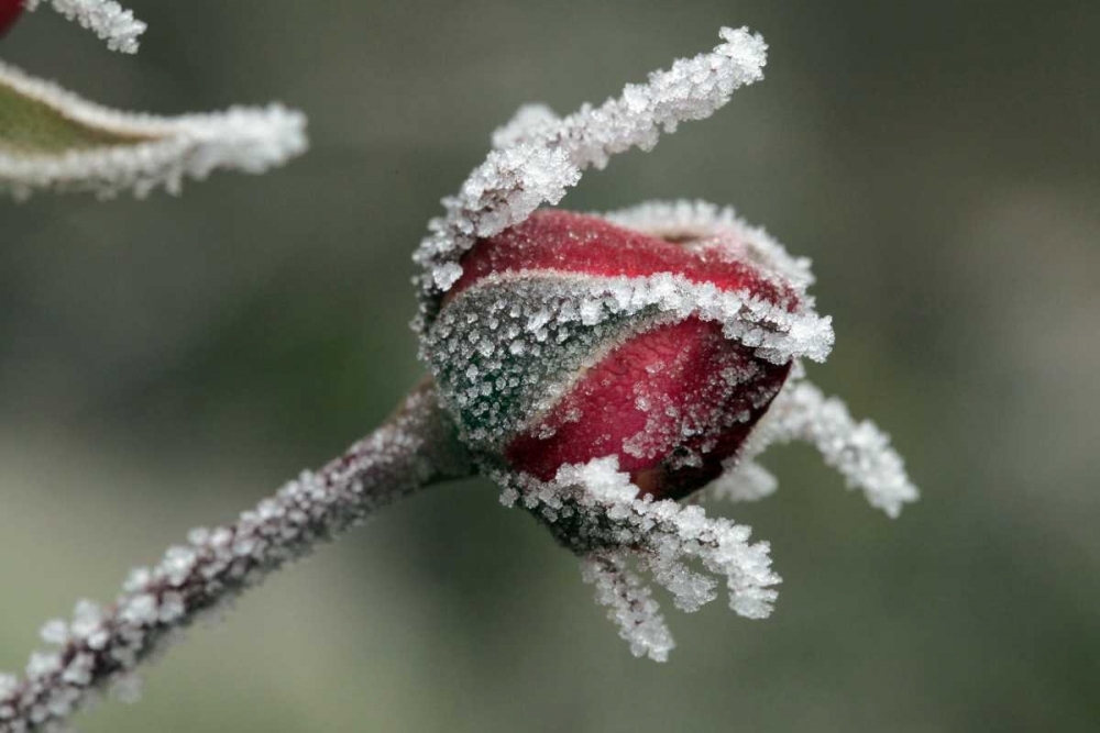 Art Print: USA, Oregon Roses draped with frost