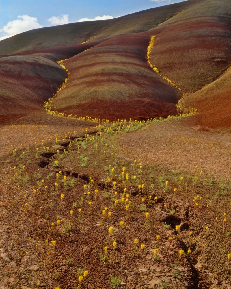 Art Print: OR, Painted Hills, Yellow bee plants