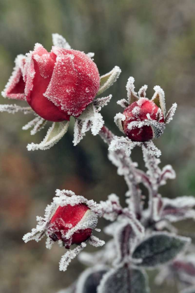 Art Print: USA, Oregon Roses draped with frost