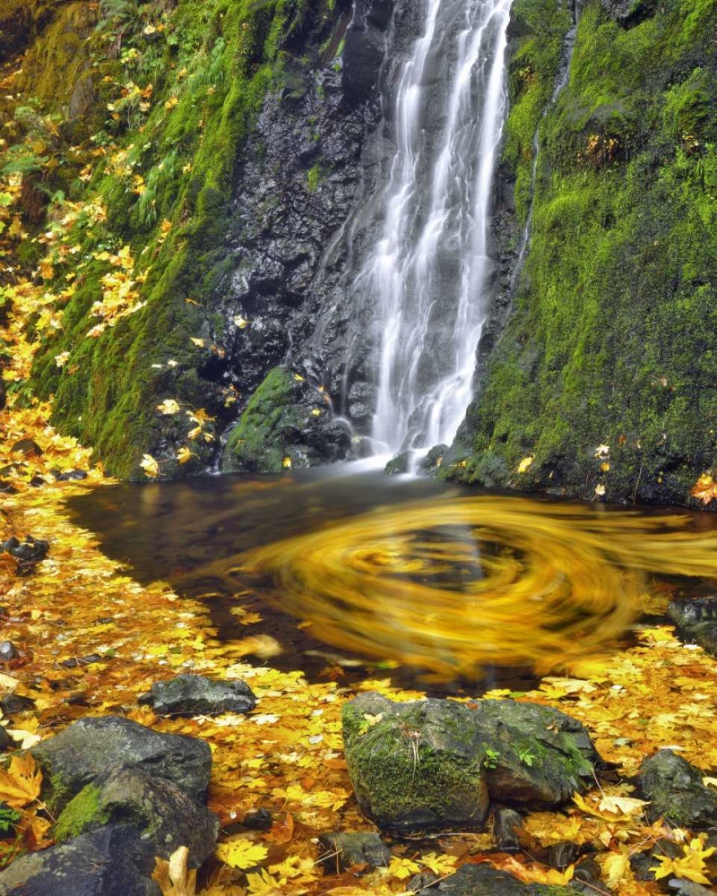 Wall art: OR, Columbia Gorge Starvation Creek waterfall, by Terrill, Steve