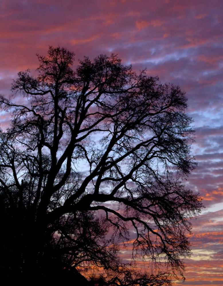 Art Print: OR, Multnomah Co, Silhouette of oak at sunrise