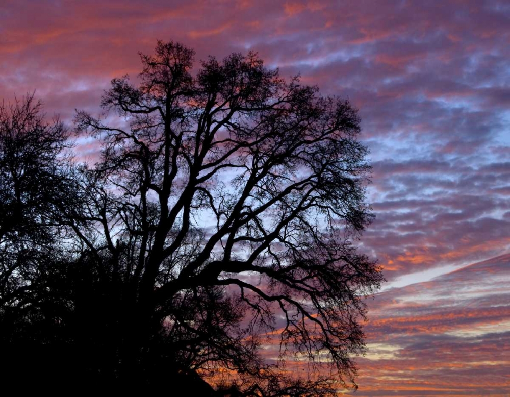 Art Print: OR, Multnomah Co, Oak tree at sunrise