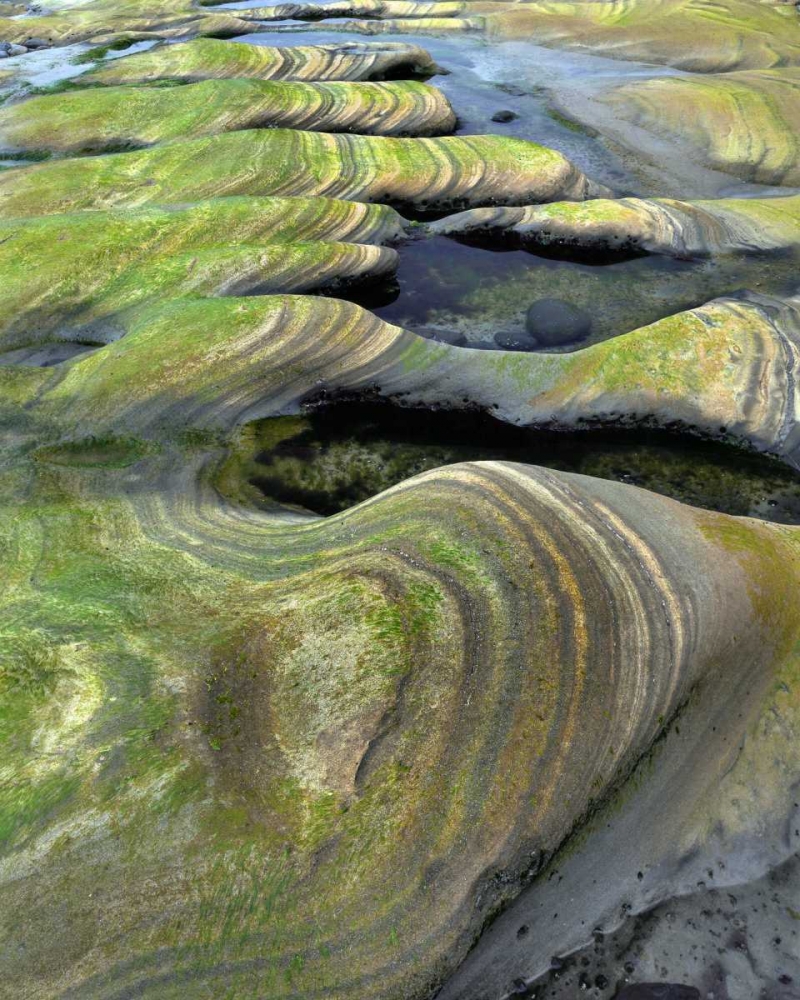 Art Print: OR, Seal Rock Beach Algae-tinted sandstone