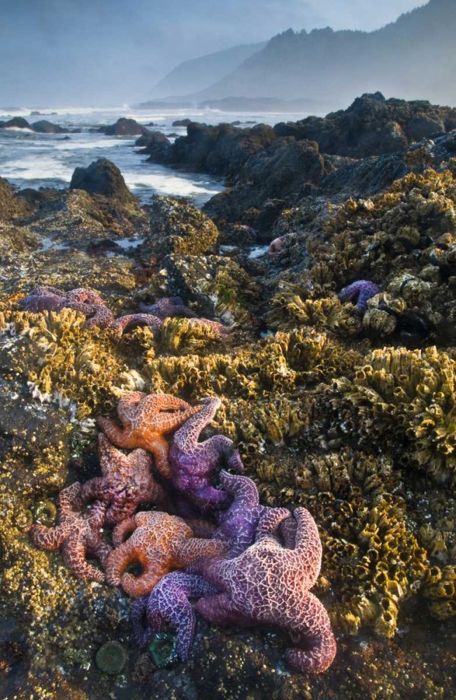 Art Print: Oregon Starfish and sea stars at low tide
