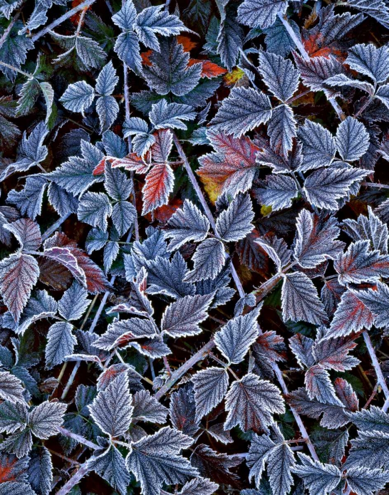 Art Print: USA, Oregon Frost on wild blackberry bush