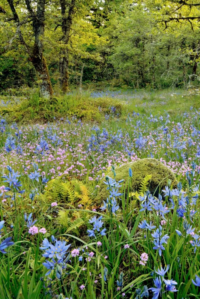 Art Print: Oregon, Flowers in Camassia Natural Area
