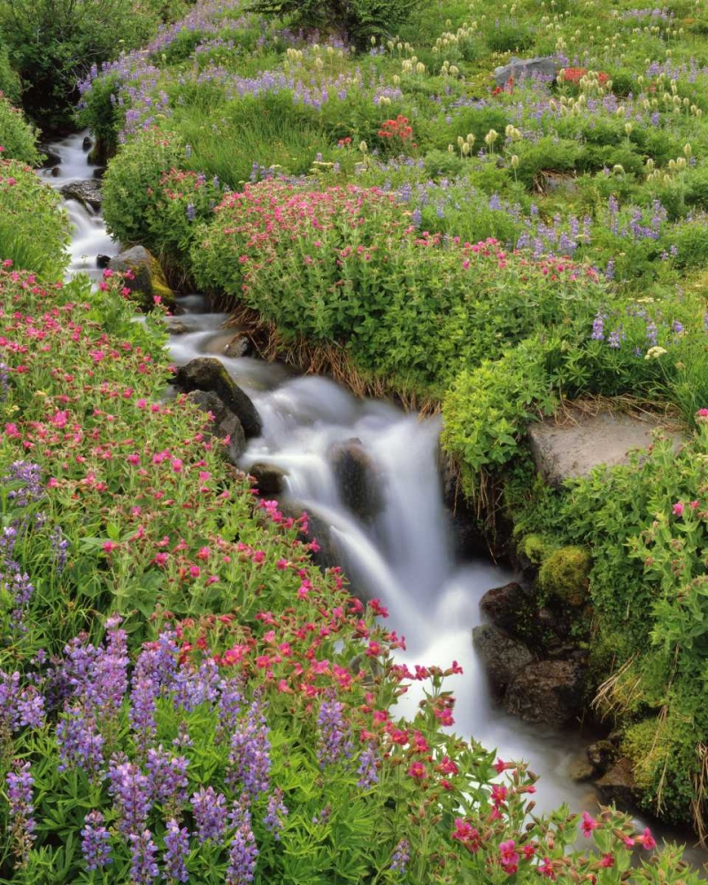 Art Print: OR, Mt Hood, Flowers along Elk Cove Creek