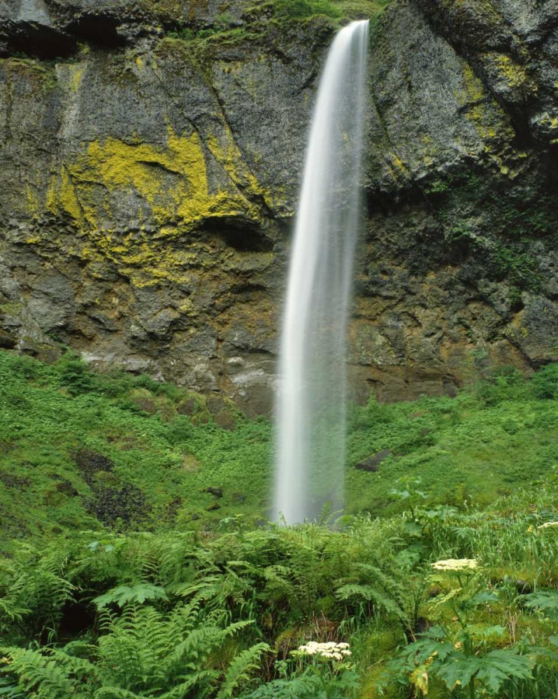 Art Print: OR, Columbia River Gorge NSA Elowah Falls scenic