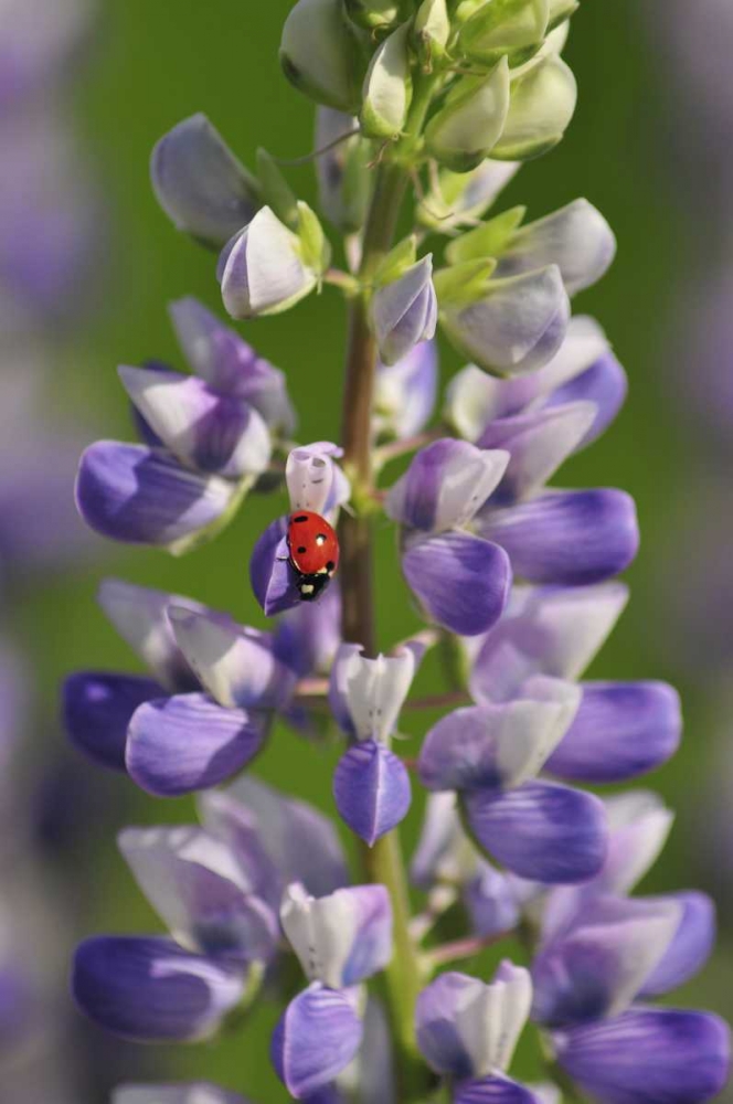Art Print: USA, Oregon Ladybug on lupine flower