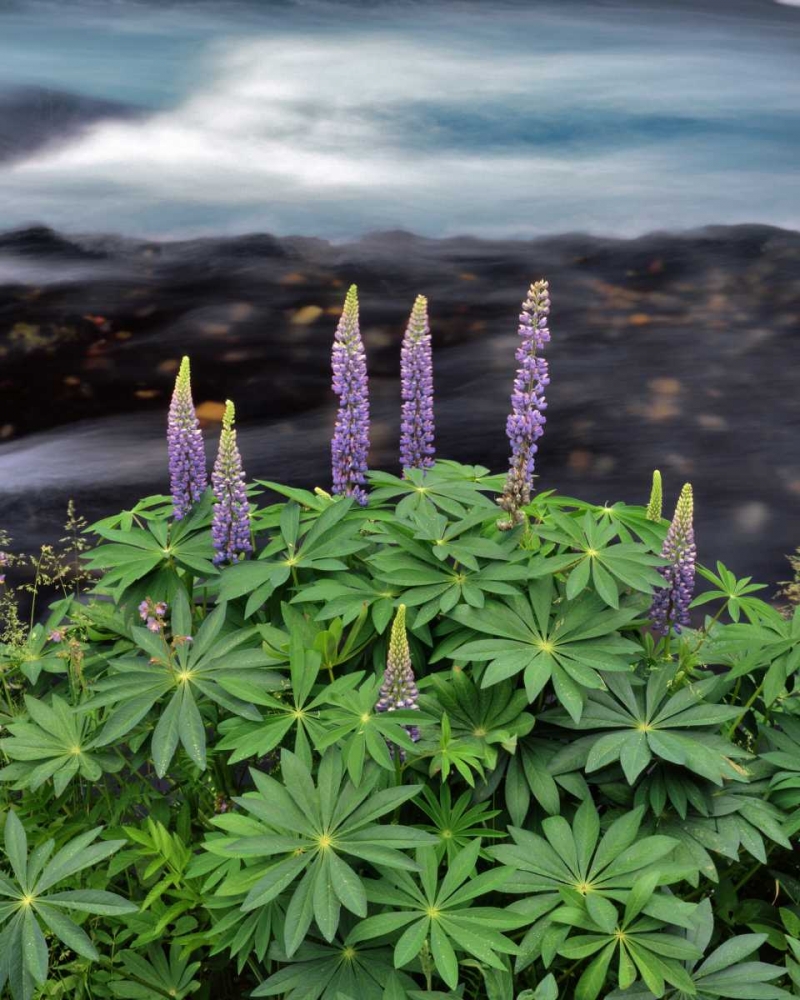 Art Print: USA, Oregon Lupine next to Metolius River