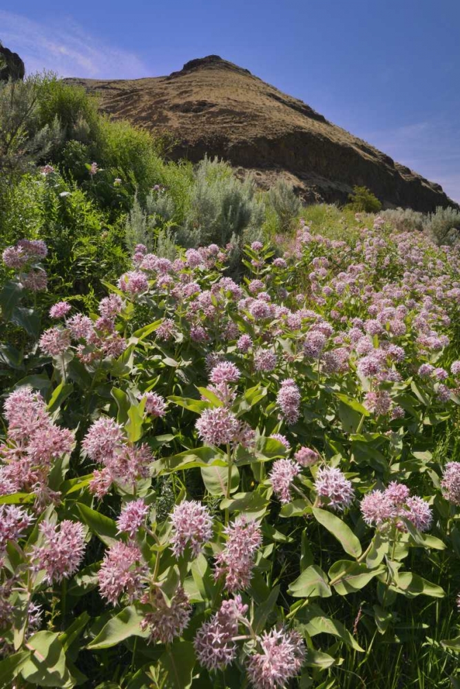 Art Print: USA, Oregon Milkweed and cliff