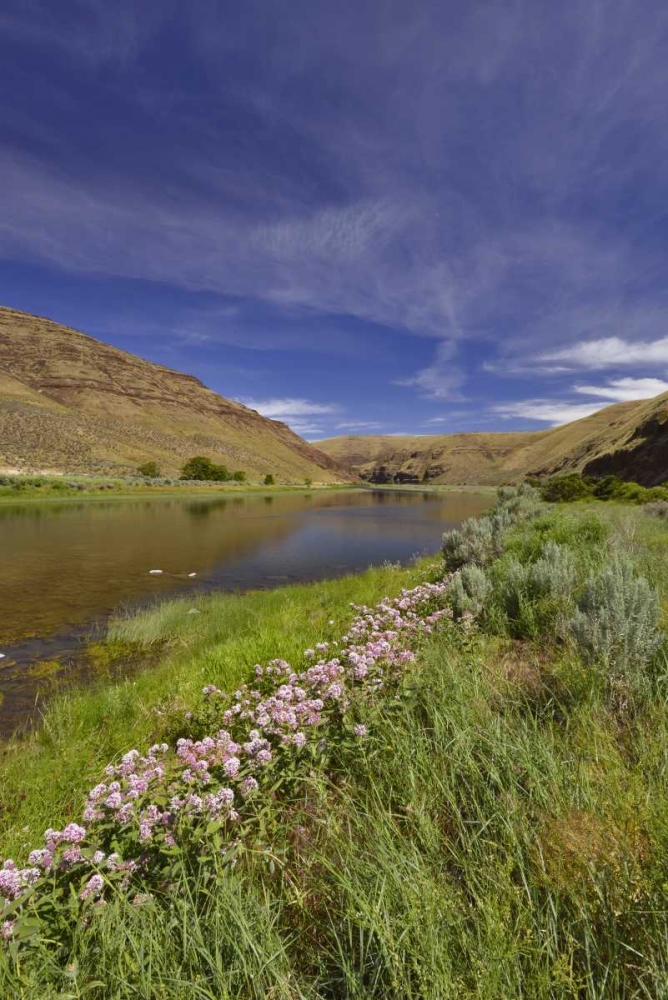 Art Print: USA, Oregon Milkweed along the John Day River