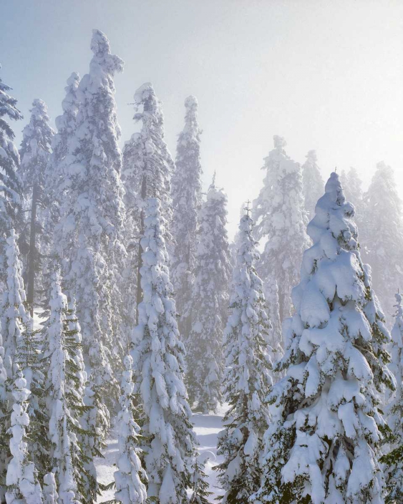 Art Print: USA, Oregon, Mt Ashland Fresh snow on evergreens