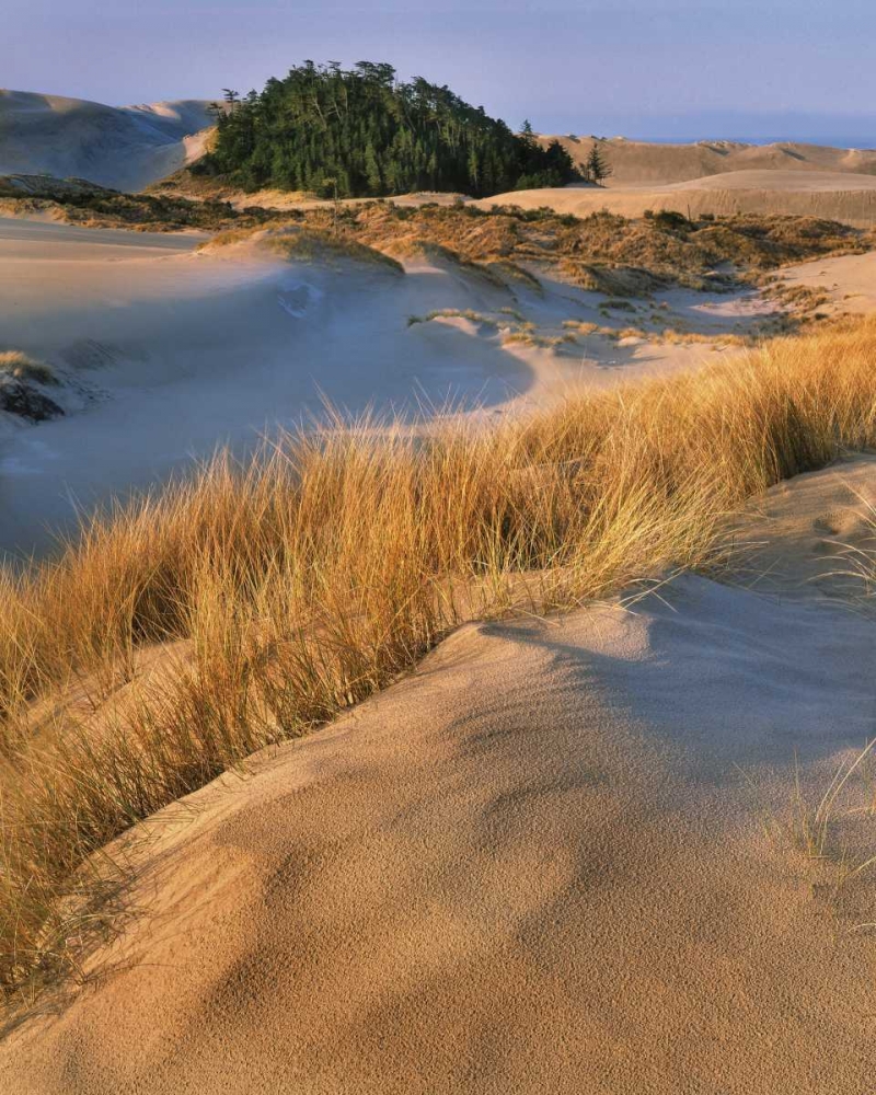 Art Print: Oregon, Dunes NRA Landscape of sand dunes