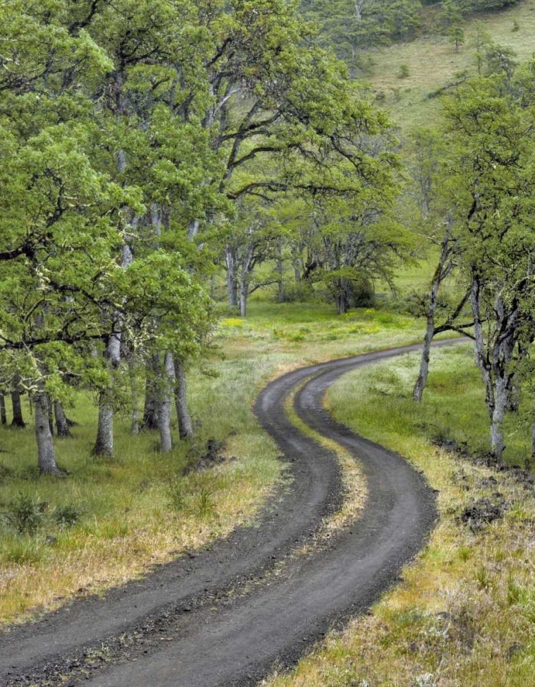 Art Print: OR, Columbia Gorge NSA Road lined with oak trees