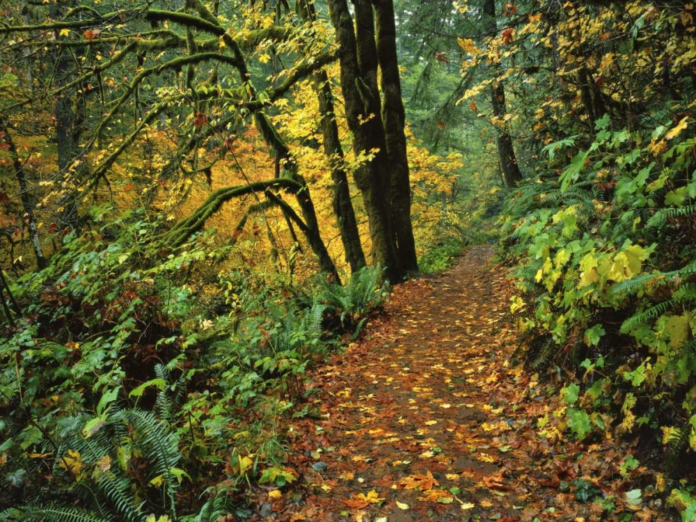 Art Print: Oregon, Silver Falls SP Scenic park trail