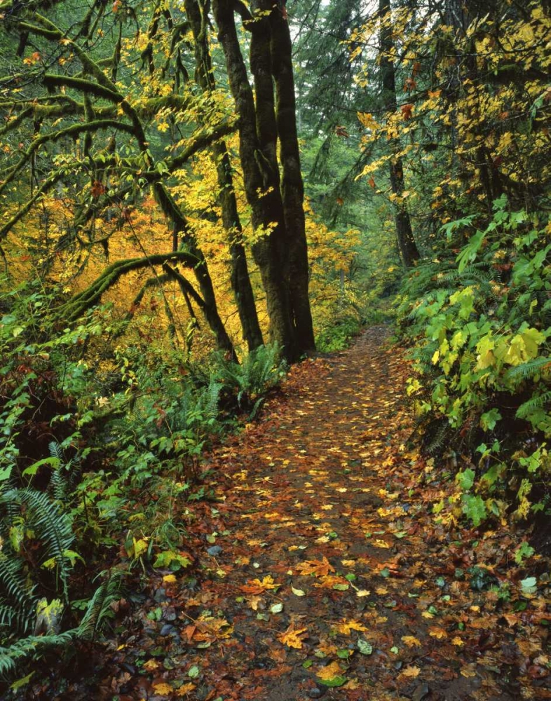 Art Print: Oregon, Silver Falls SP Scenic park trail