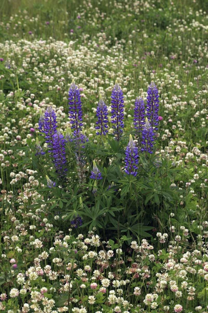 Art Print: USA, Oregon Lupine and clover in field