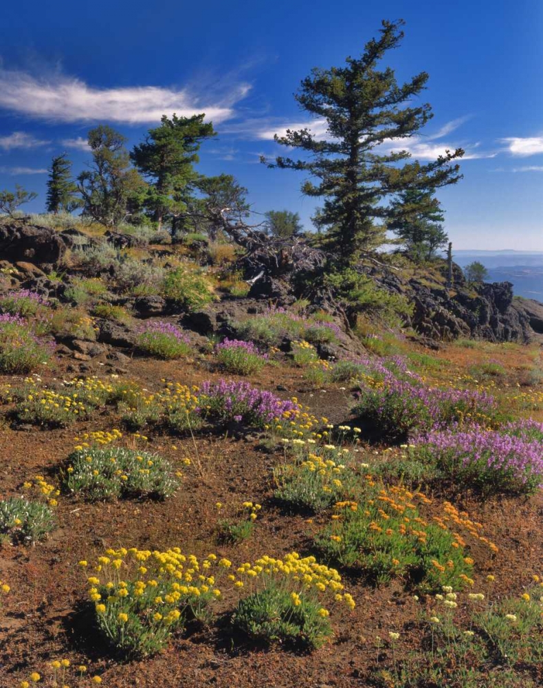 Wall art: OR, Wallowa-Whitman NF Wildflower on Indian Rock, by Terrill, Steve