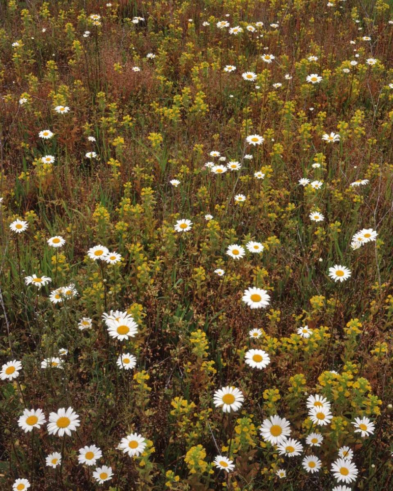 Art Print: USA, Oregon Parentucellia and daisies in field