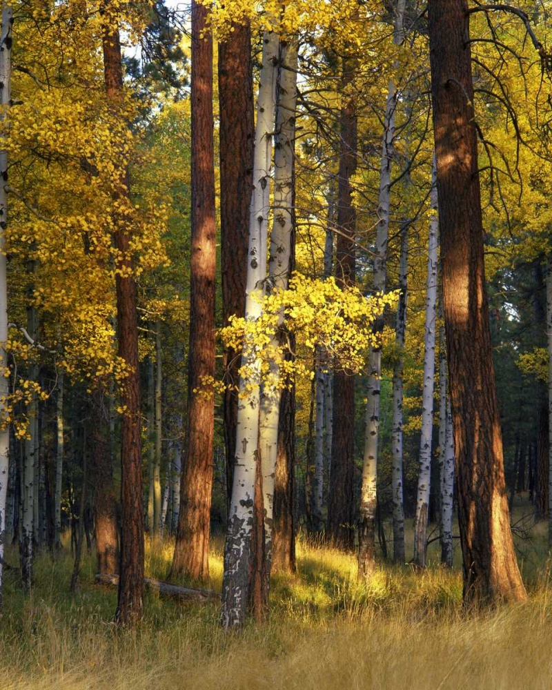 Art Print: Oregon, Deschutes NF Trees in autumn