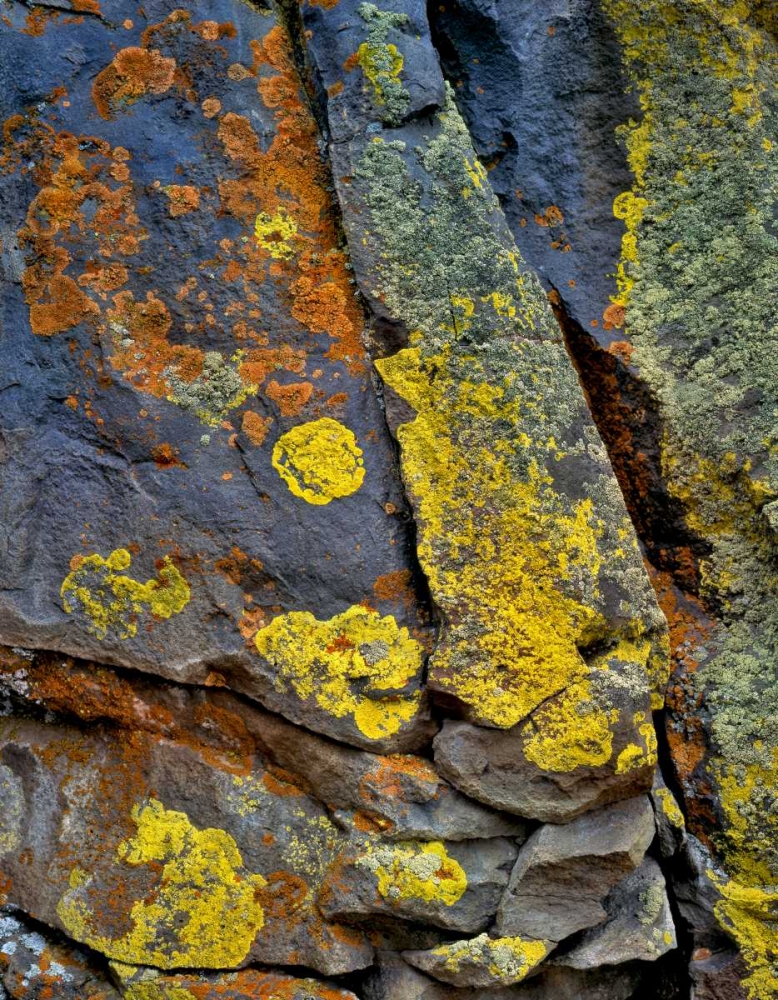 Art Print: Oregon, Deschutes NF Lichen, covered basalt rock
