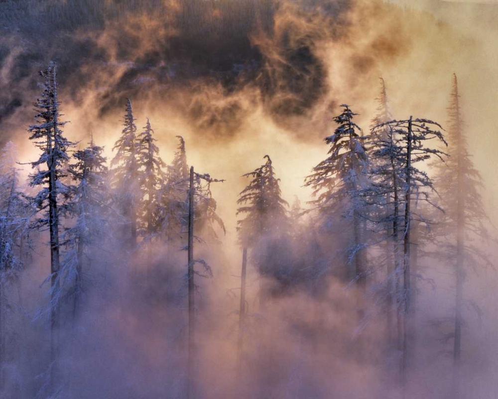 Art Print: Oregon, Mt Hood NF Evergreens in fog