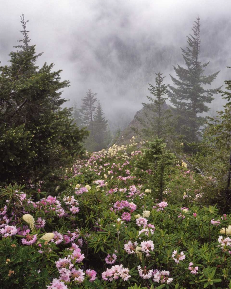 Art Print: Oregon, Mt Hood NF Rhododendrons and beargrass