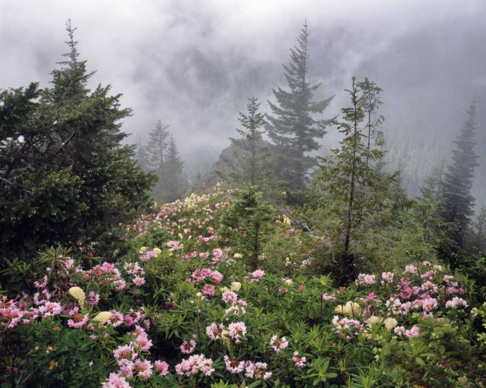 Art Print: Oregon, Mt Hood NF Rhododendrons and beargrass