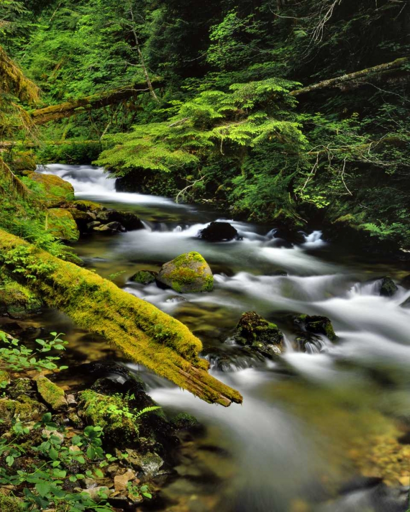 Art Print: Oregon, Mt Hood NF Still Creek scenic