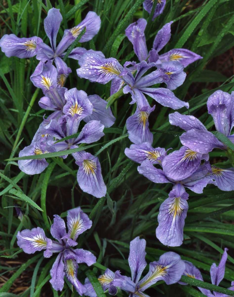 Art Print: Oregon, Mt Hood National Forest Wild iris