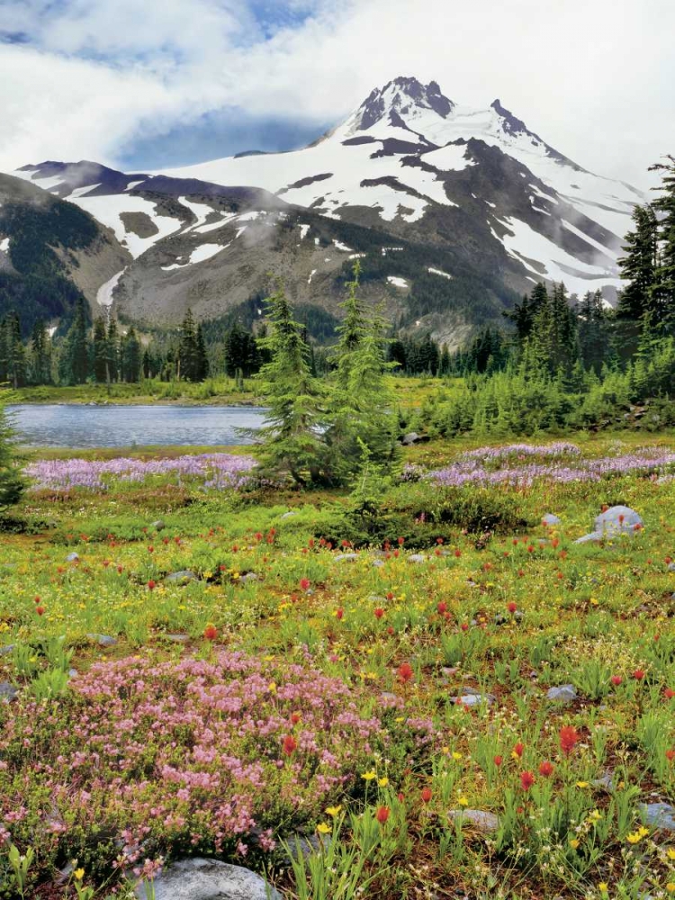 Art Print: OR Mount Jefferson and field of flowers