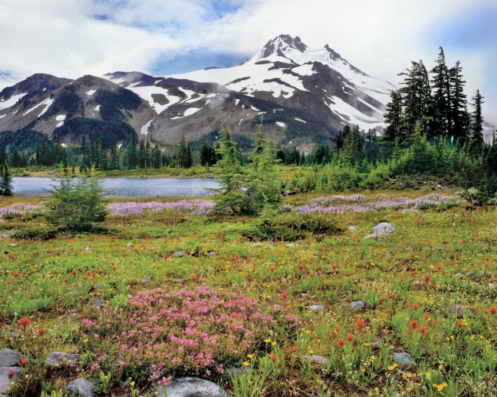 Art Print: OR Mt Jefferson and field of flowers